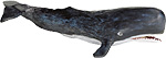 sperm whale.jpg